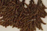 香青藏品圖，第5張