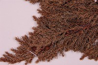 香青藏品圖，第3張