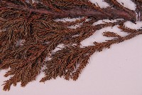 香青藏品圖，第4張