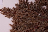 香青藏品圖，第5張