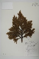 香青藏品圖，第1張