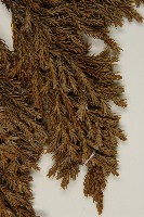 香青藏品圖，第3張