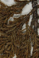 香青藏品圖，第4張