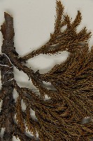 香青藏品圖，第5張