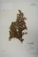 刺柏藏品圖，第1張