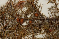 刺柏藏品圖，第3張