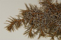 刺柏藏品圖，第4張