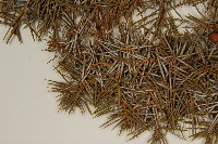 刺柏藏品圖，第5張