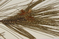 登錄號:G000157藏品圖，第3張