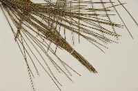 登錄號:G000157藏品圖，第5張