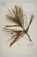 登錄號:G000158藏品圖，第1張