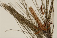 登錄號:G000158藏品圖，第4張