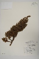 香青藏品圖，第1張