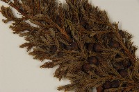 香青藏品圖，第3張