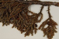 香青藏品圖，第4張