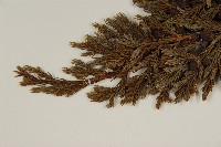 香青藏品圖，第5張