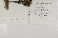 香青藏品圖，第2張