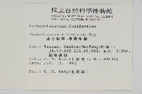 臺灣粗榧、台灣三尖杉藏品圖，第2張