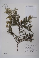 臺灣粗榧、台灣三尖杉藏品圖，第1張