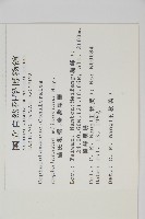 臺灣粗榧、台灣三尖杉藏品圖，第2張