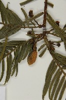 臺灣粗榧、台灣三尖杉藏品圖，第3張