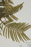 臺灣粗榧、台灣三尖杉藏品圖，第4張