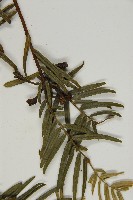 臺灣粗榧、台灣三尖杉藏品圖，第5張