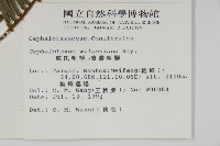 臺灣粗榧、台灣三尖杉藏品圖，第2張