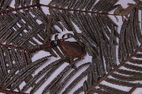 臺灣粗榧、台灣三尖杉藏品圖，第3張