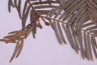 臺灣粗榧、台灣三尖杉藏品圖，第4張