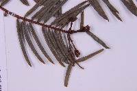 臺灣粗榧、台灣三尖杉藏品圖，第5張