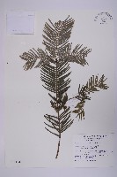 臺灣粗榧、台灣三尖杉藏品圖，第1張