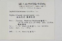 臺灣粗榧、台灣三尖杉藏品圖，第2張