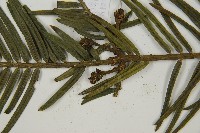 臺灣粗榧、台灣三尖杉藏品圖，第3張