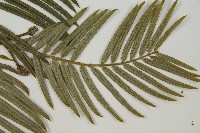 臺灣粗榧、台灣三尖杉藏品圖，第4張