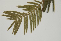 臺灣粗榧、台灣三尖杉藏品圖，第5張