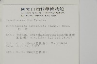 杉木藏品圖，第2張