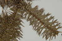 杉木藏品圖，第3張