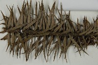 杉木藏品圖，第4張