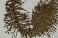 杉木藏品圖，第5張