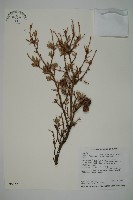 臺灣鐵杉藏品圖，第1張