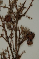 臺灣鐵杉藏品圖，第3張