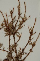 臺灣鐵杉藏品圖，第4張