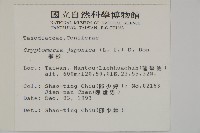 柳杉藏品圖，第2張
