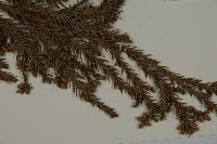 柳杉藏品圖，第3張