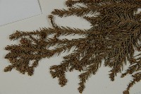 柳杉藏品圖，第4張