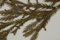 柳杉藏品圖，第5張