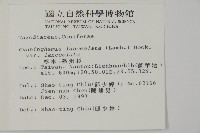 杉木藏品圖，第2張