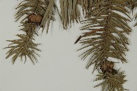 杉木藏品圖，第3張