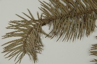 杉木藏品圖，第4張